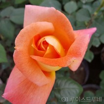 장미묘목 사계명품땅장미 금강원예, O3 모니카