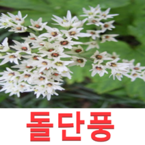 (성실D)야생화 돌단풍모종(포트) 13개