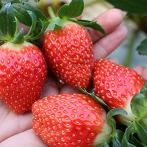 [장보리] 산청 알찬 딸기 실속 1kg (랜덤), 상세 설명 참조