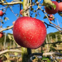 태백사과 매봉산 바람의언덕사과 10k 40-48내외 태백산 고랭지사과, 상세페이지 참조