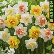 유럽 수선화 구근, 8. 플라워 드리프트 (3구 1세트)