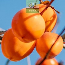 웨일테일 대봉_10kg_국내산 67E6, 상세페이지 참조