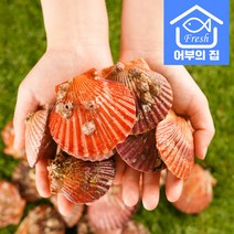 어부의집 통영 제철 황금 비단 홍가리비 구이 찜 회 1kg