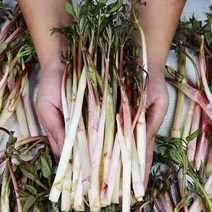 산지직송 강원도 겨울 두릅 땅두릅 독활 500g 1kg 1.5kg 2kg, 겨울두릅 1kg