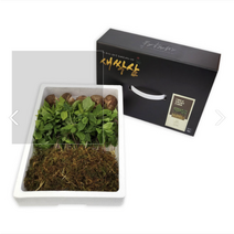 초아 스마트팜 수경재배 새싹인삼 100뿌리, 새싹삼 100뿌리