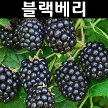 블랙베리/로크네스 나무 묘목 삽목2년생 뿌리묘 1개/유실수/과수