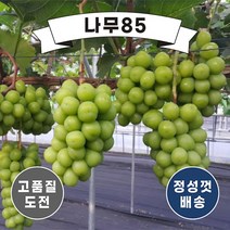 (나무85) 포도나무묘목 8종 시리즈, 3. 샤인머스캣 접1
