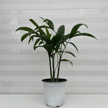 [다은꽃농원]세이브릿지야자 대나무야자 중품 키우기쉬운 실내공기정화식물 인테리어