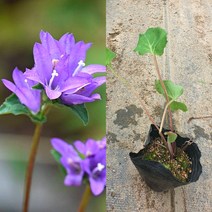 금산묘목나라 자주꽃방망이 여름꽃 4치 포트 10개 들꽃 야생화