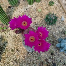 [수암다육] 자태양 단품 Echinocereus rigidissimus ssp. rubispinus 다육 다육이 다육식물 국민다육 277