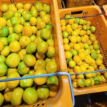 벌써 맛있는 귤이 나왔습니다!! 극조생 노지감귤 중대과 귤10kg 못난이 가정용 제주귤 제주감귤, 10kg내외, 1개