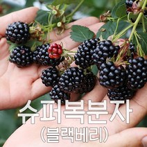 슈퍼 복분자 블랙베리 2022년 햇 수확 냉동발송, 1box, [상품]10kg 벌크포장
