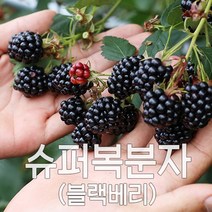 슈퍼 복분자 블랙베리 2022년 햇 수확 냉동발송, 1box, [특품]2.5kg 트레이포장