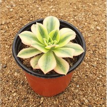 [다육식물]스타버스트, 1개