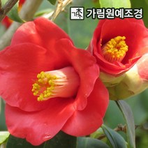 동백나무 가림원예조경, 동백(홑꽃) 키100cm 분묘