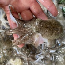 [산지직송] 국산 생물 쭈꾸미 서해안 활쭈꾸미 1kg 알배기 봄쭈꾸미 알쭈꾸미, 활쭈꾸미 3kg