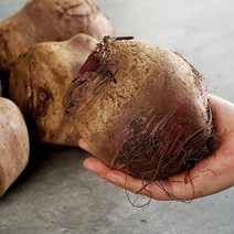 지투지샵 무농약 비트 5kg