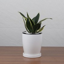 행복레시피 실버투톤 타원형화분2size(중형 대형) 화이트 유광 세라믹화분