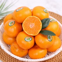 제주 불로초 감귤 3KG(2S-M), 단품