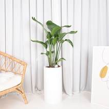 여인초 중대형 카페 거실 식물 실내인테리어 화분 선물용 가정용 집에두면좋은식물 개업선물, 03.여인초+17.스크레치 토분, 03.여인초, 17.스크레치 토분