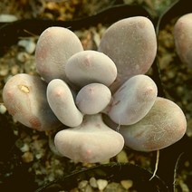 러브코리아 홍미인 예쁜 다육 소품랜덤발송 0109-116, 단품