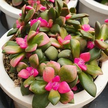 [다육식물]취설송120