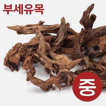 부세유목 [M] 10~15cm 미만 랜덤발송, 1개
