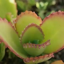러브코리아 물드는 노랑 만손초 예쁜다육 랜덤발송1-20, 단품, 1개