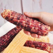 김동식님의 삶은 냉동 찰옥수수 / 미백 찰옥수수 / 흑찰옥수수, 흑찰옥수수 15개입(15~18cm내외)