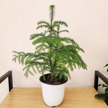 아레우카리아 크리스마스트리 아레오카리아 아라우카리아 트리식물, 1개