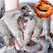바로보담 활새우 11월제철 국산 고흥 양식 살아있는 생물 횟감용 초밥용 구이 튀김 대하 킹새우 왕새우 생새우회 1kg 2kg 3kg 4kg, 생새우 4kg(140~160미 내외)