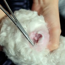 강아지귀 귓병 귀염증 외이염 관리 귀털뽑기 귀관리 가위2종, 1개, 이어파우더