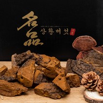 [절편발송]상황버섯/40년산 500g/자연산 정품 산뽕나무상황버섯/국내최상급상황버섯 고급포장, 1개