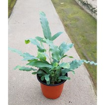 행복한꽃순이/블루스타고사리