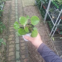 필레아페페 소품 공기정화식물 페페로미오 10~25cm 49