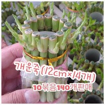 개운죽(12cm)-10묶음140개/행운을 불러온다는 꽃말