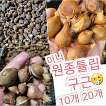 원종 튤립구근 10개 20개/매년 꽃이 올라오는 원종튤립구근