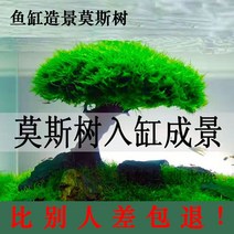 유목 모스트리 활착 어항꾸미기 장식 조경 나무, 높이20cm (지름12cm)