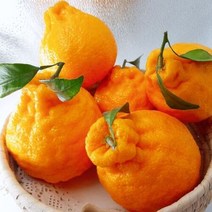 서귀포 다수농과 명품 제주 한라봉 프리미엄과 5kg, 상세페이지 참조, 상세페이지 참조