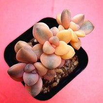 살구미인금 3두 물들은 다육이 다육 식물 3-50, 단품