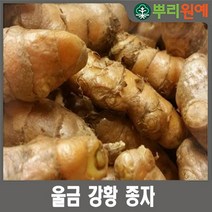 울금종자 5kg 울금종근 울금구근 강황종자 강황종근