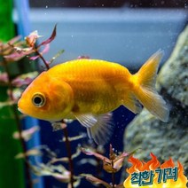 마켓 금붕어 난주 1마리(무작위)