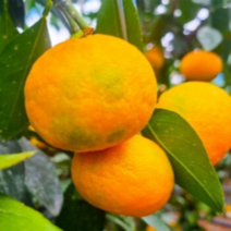 국내산 청정제주 명품 햇 서귀포 극조생 하우스 고당도 제철 감귤 유라 조생 유라 실생 밀감 3kg 5kg 10kg 소과 대과 한박스, 3KG(꼬마2S미만)