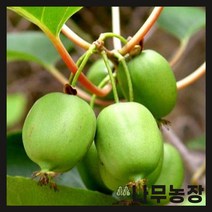 (나무농장) 일세다래 키 1.5m 내외 결실주 화분