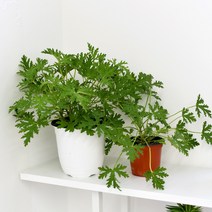 모기퇴치식물 구문초 로즈제라늄 식물 모종 마이플랜트, 중품, 1개