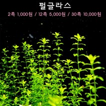[수초아쿠아] 펄글라스 초보수초 인기수초 구피 새우 은신처 어항수초 수초맛집 득템수초, 30촉