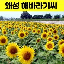 해바라기 씨 50립, 1개