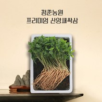 청춘농원 산양 새싹삼 새싹인삼 선물세트, 100개, 중사이즈