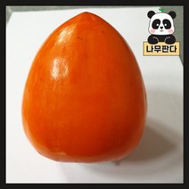 (나무판다) 대봉시 감나무 묘목 R3 R4cm, 1. 대봉시 R3
