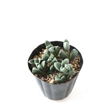 갑조네 국민 다육이 공기정화식물 다육식물 인테리어 키우기쉬운 식물, 4 벽어연